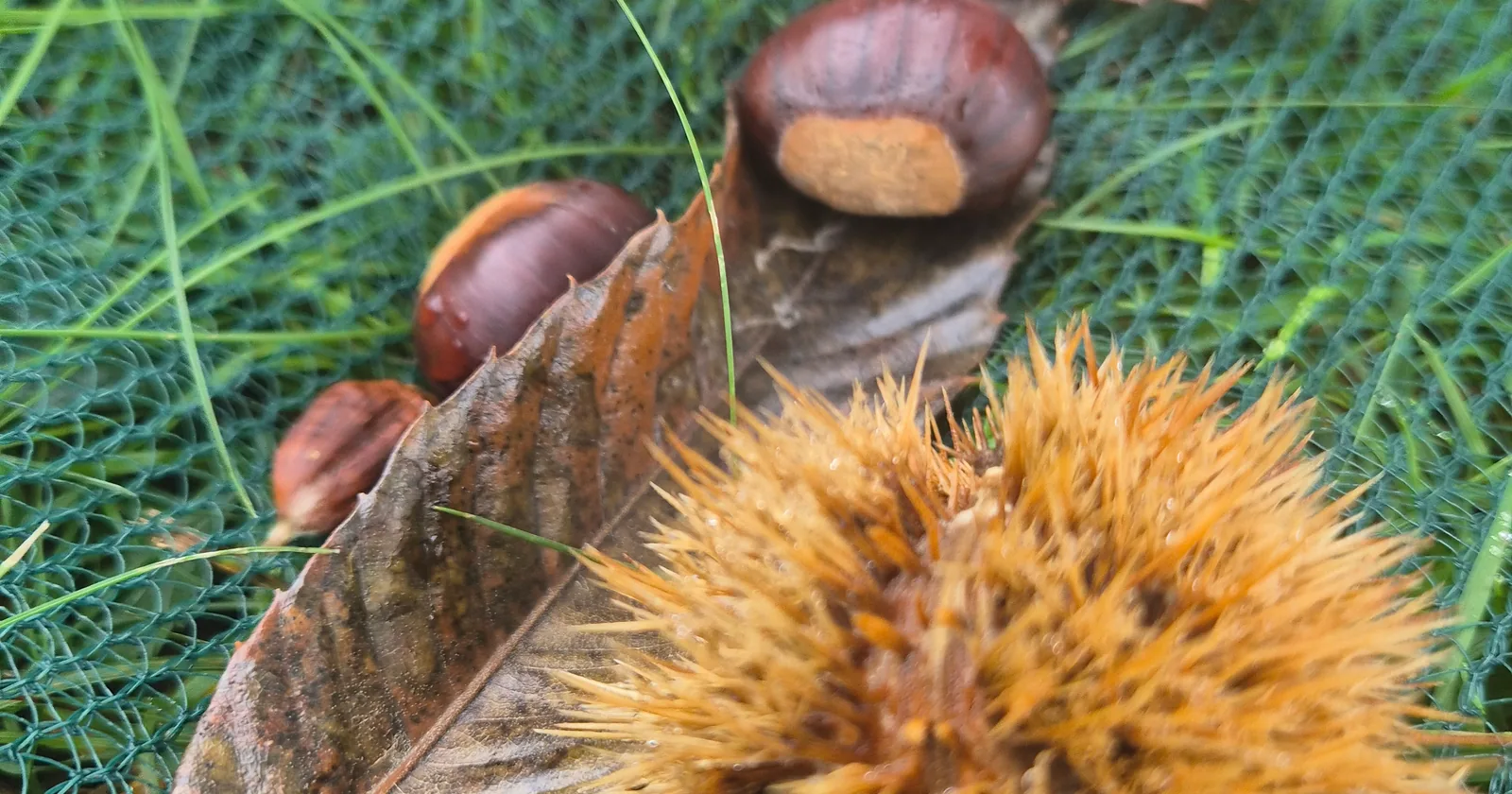 Sweet chestnut or conker? The check before you gather