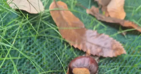 Ein Baum, viele Kreisläufe: Esskastanie und Permakultur