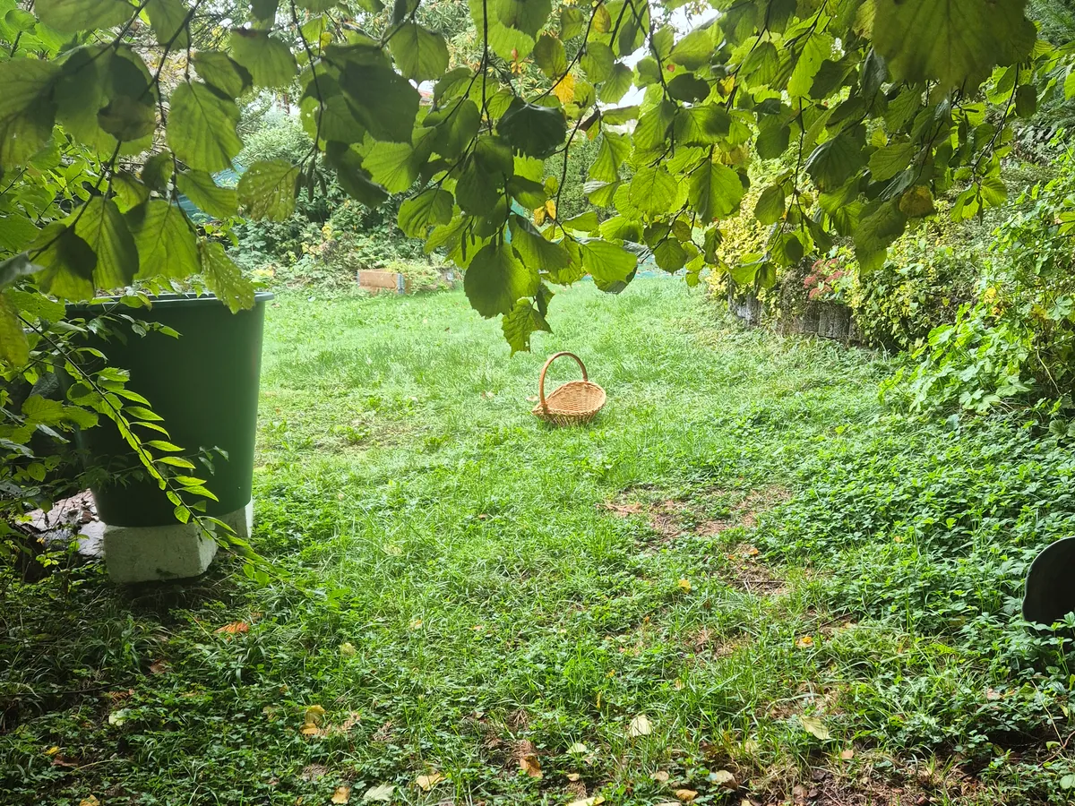 Ein Korb auf einem grünen Gartenweg unter einem Blätterdach.